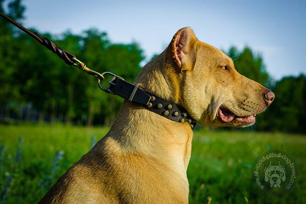 Pitbull leather collar with rust-proof brass plated hardware for quality control