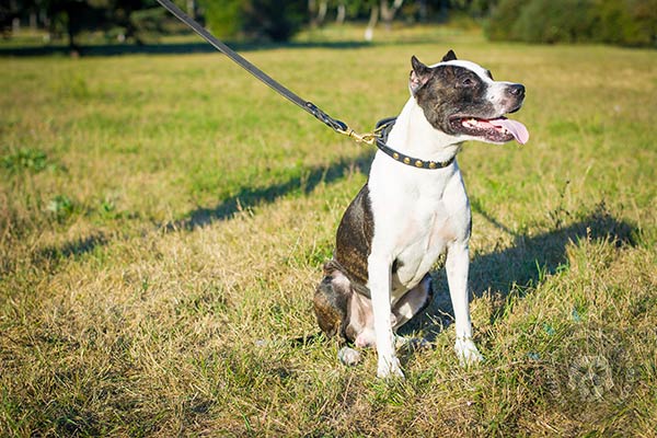 Pitbull black leather collar with durable quick release buckle for walking in style