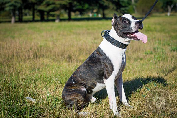 Pitbull black leather collar of high quality with plates set in row for any activity