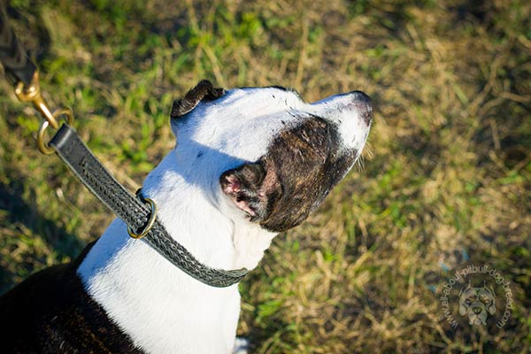 Pitbull leather collar with braids with brass plated hardware for basic training