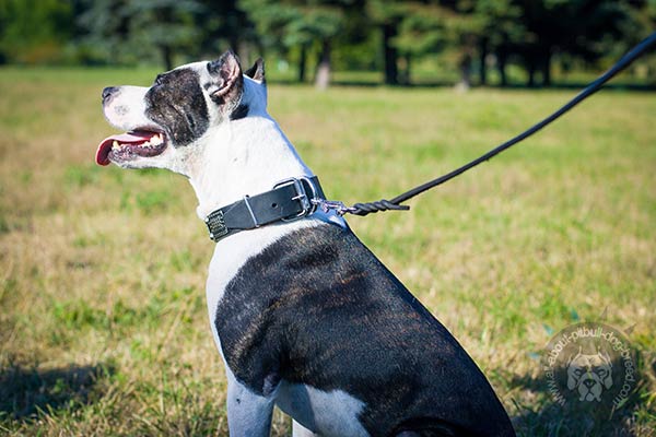 Pitbull black leather collar with vintage plates for stylish walks