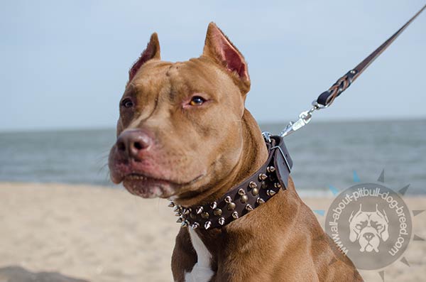 Pitbull collar with 2 rows of silver-like studs