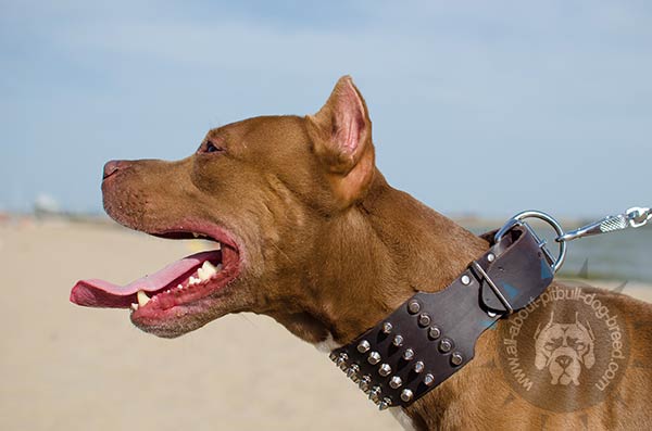 Trendy leather Pitbull collar with 5 rows of spikes