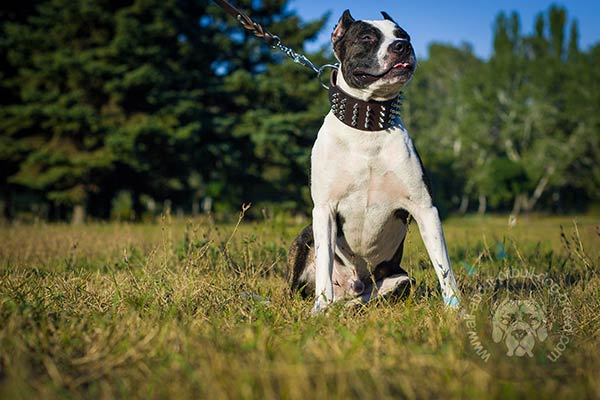 Adjustable leather Pitbull collar