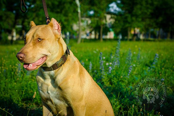 Brass plated Pitbull leather collar