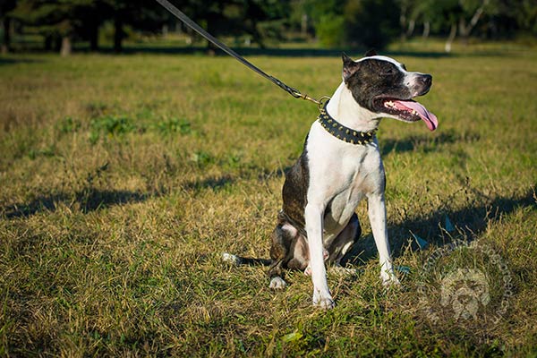 Decorated leather Pitbull collar