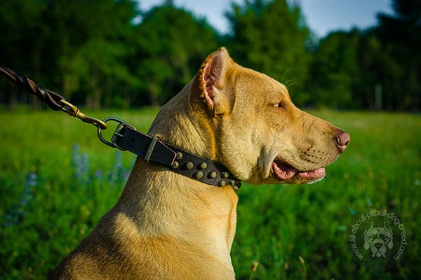 Pitbull leather collar double ply studded for professional use