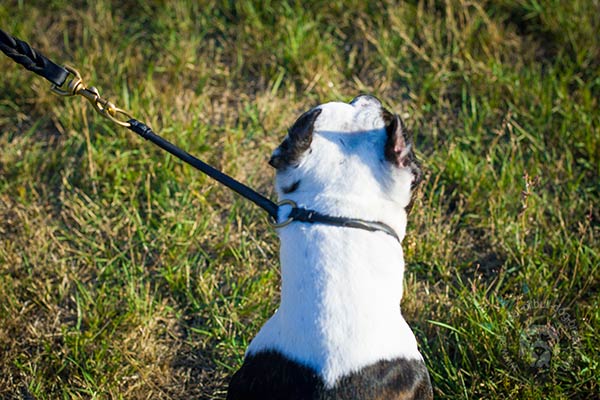 Pitbull black leather collar with rust-free brass plated hardware for quality control