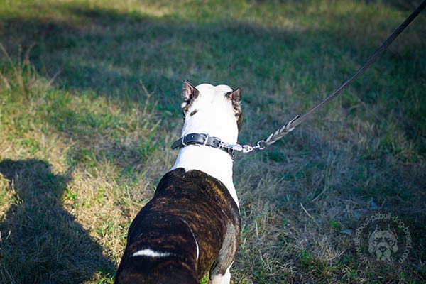 Pitbull black leather collar with strong nickel plated fittings for professional use