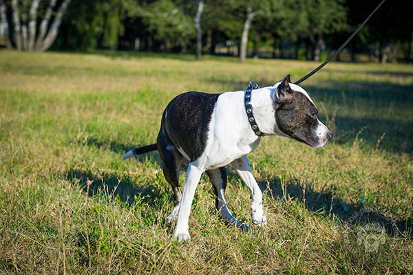 Pitbull black leather collar with vintage half-balls for daily activity