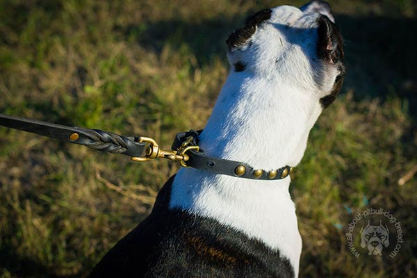 Pitbull black leather collar of lightweight material with half-balls set in row for stylish walks