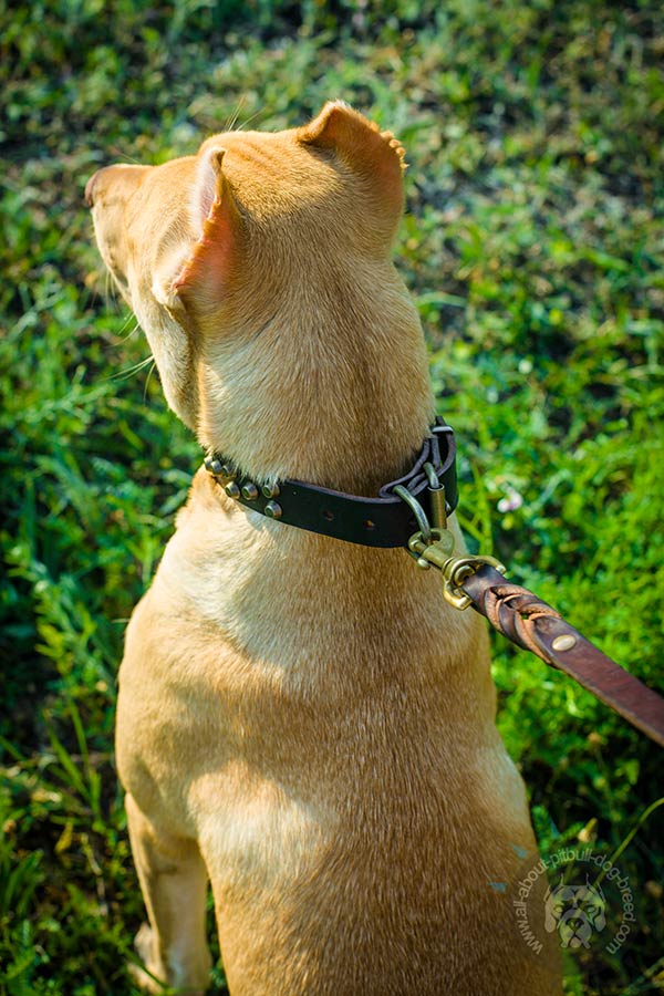 Pitbull leather collar with duly riveted fittings for safe walking
