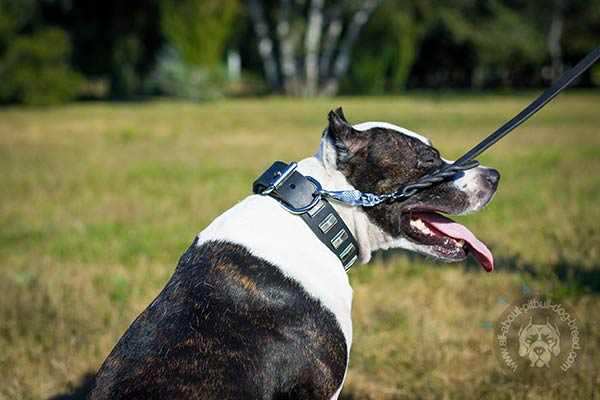 Pitbull black leather collar of classy design studded for stylish walks