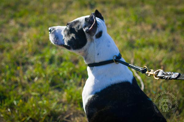 Pitbull black leather collar with strong fittings for daily activity