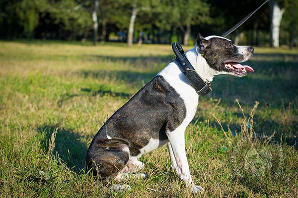 Pitbull collar with handle for reliable grip