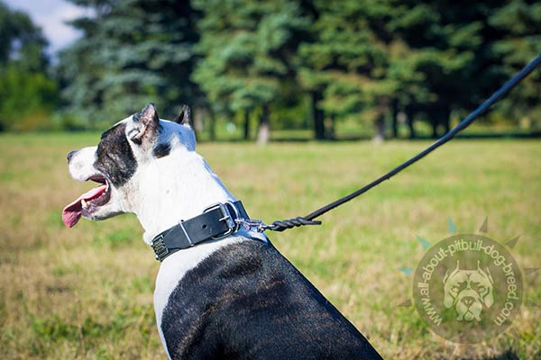 Trendy Pitbull collar with reliable fittings  