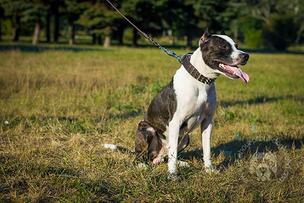 Wide leather collar for Pitbull