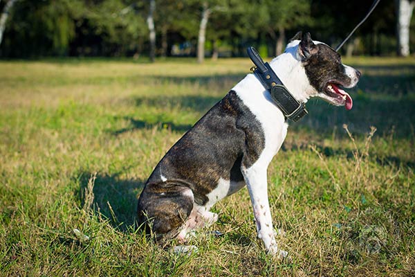 Pitbull leather collar with duly riveted hardware for advanced training