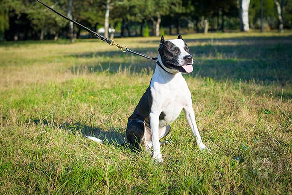 Pitbull black leather collar with reliable fittings for perfect control