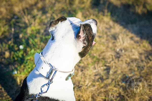 Pitbull white leather collar with strong quick release buckle for basic training