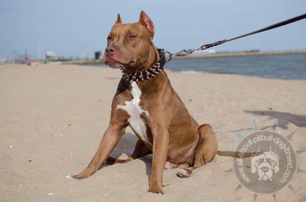 Designer leather collar with studs for Pitbull