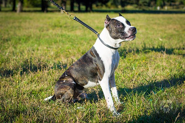 Pitbull black leather collar with non-corrosive hardware for quality control