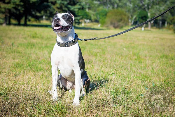Pitbull black leather collar with reliable quick release buckle for better comfort