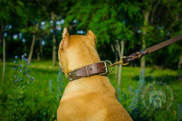 Pitbull leather collar with easy to attach D-ring