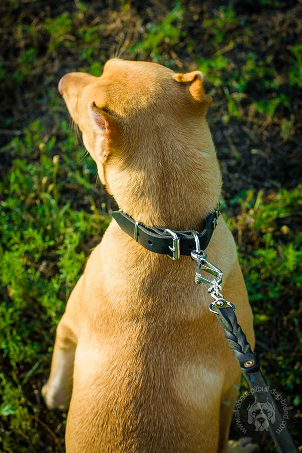 Pitbull leather collar with duly riveted brass plated fittings for professional use