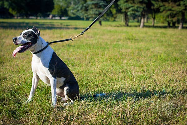 Pitbull black leather collar with rust-resistant brass plated hardware for basic training