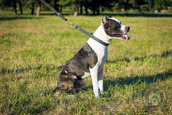 Pitbull leather collar with rustless brass plated fittings for better comfort