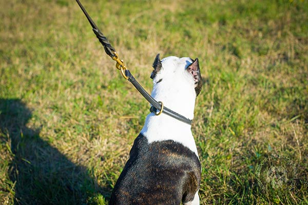 Pitbull black leather collar with rust-resistant fittings for improved control