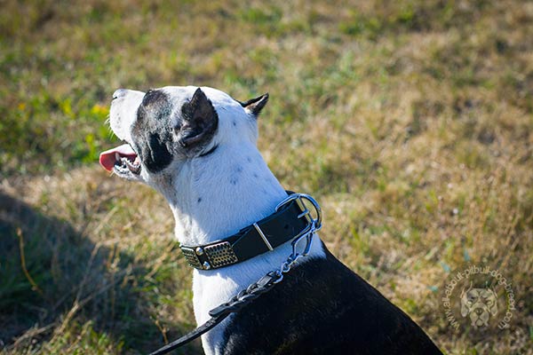 Pitbull black leather collar with rust-resistant hardware for quality control