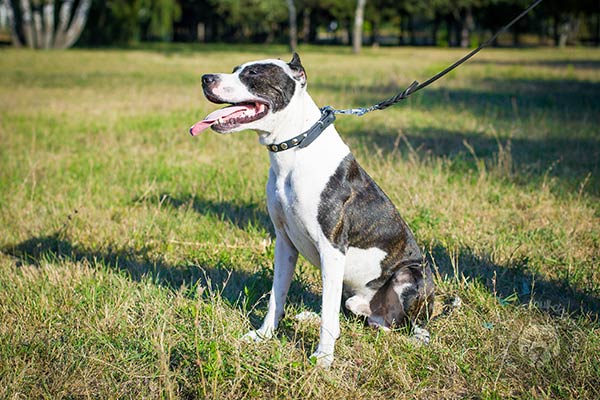 Pitbull black leather collar with rust-free hardware for basic training