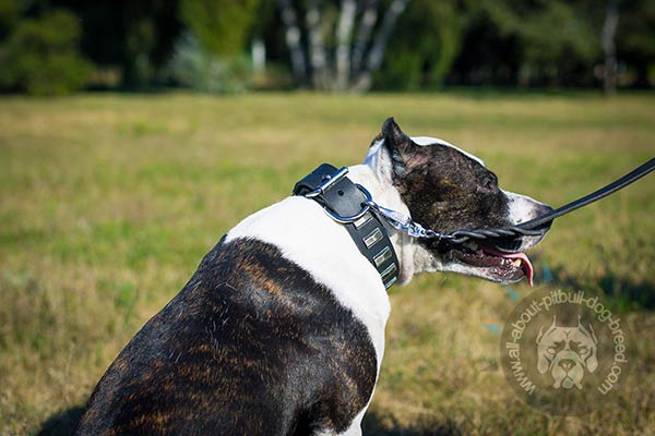 Leather Pitbull collar with polished edges