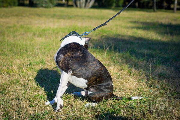 Pitbull black leather collar easy-to-adjust studded for stylish walks