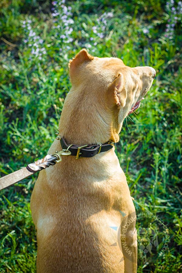 Reliable leather collar for Pitbull