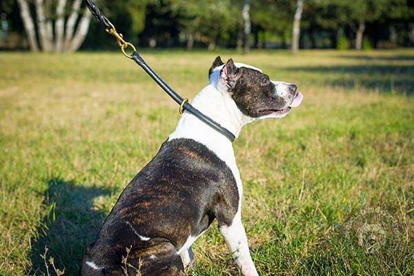 Pitbull black leather collar with rust-free brass plated hardware for quality control