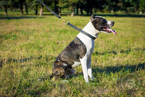 Pitbull leather collar with rust-proof hardware for improved control