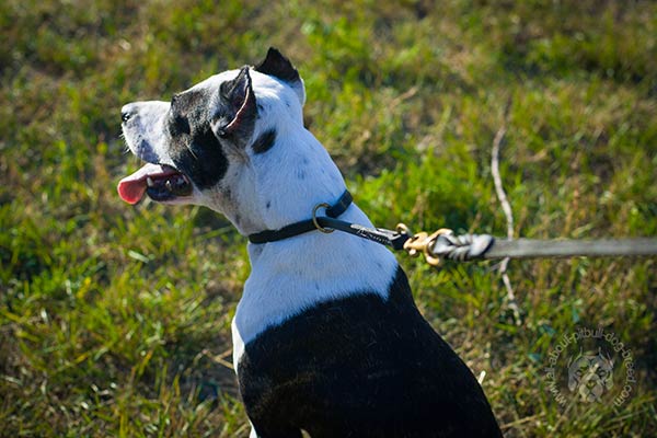 Pitbull black leather collar with durable hardware for quality control