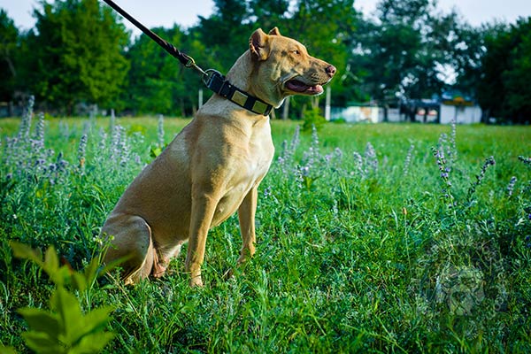Non-stretching leather Pitbull collar