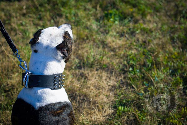 Wide leather Pitbull collar