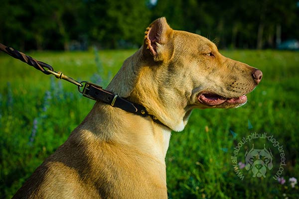 Leather Pitbull collar with durable hardware