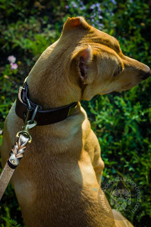 Pitbull leather collar for secure control