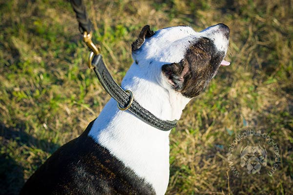 Pitbull leather collar with brass hardware