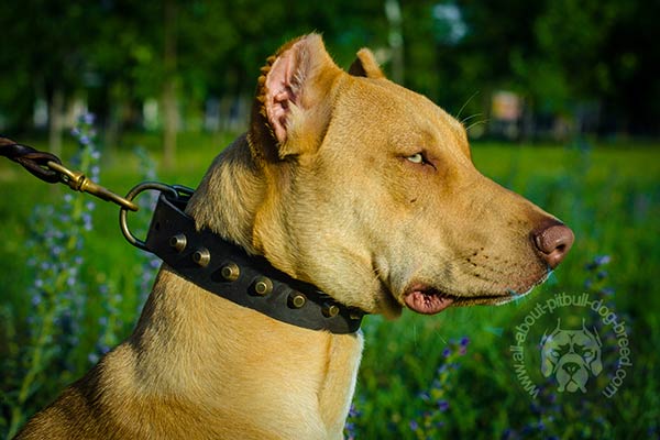 Designer leather Pitbull collar with studs