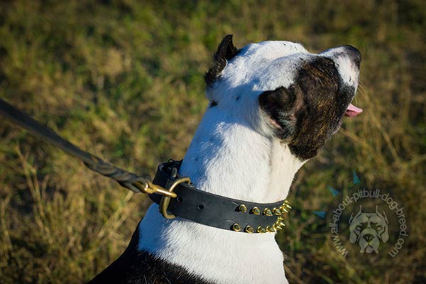 Pitbull strong collar with brass buckle