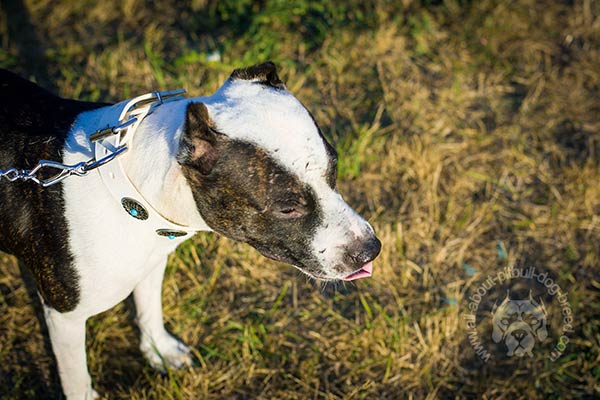 White Pitbull leather collar adorned with blue stones