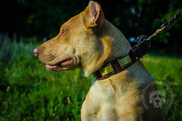 Pitbull leather collar with vintage brass plates