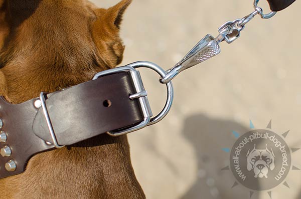 Dependable leather Pitbull collar